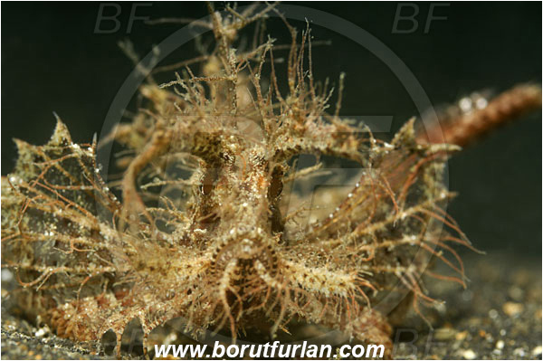 Lembeh strait, Sulawesi, Indonesia, Pteroidichthys amboinensis, Pteroidichthys, Scorpaenidae, Ambon scorpionfish, Scorpionfish, Fish, Portrait