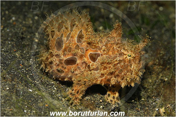 Lembeh strait, Sulawesi, Indonesia, Antennarius hispidus, Antennarius, Antennariidae, Shaggy frogfish, Frogfish, Fish