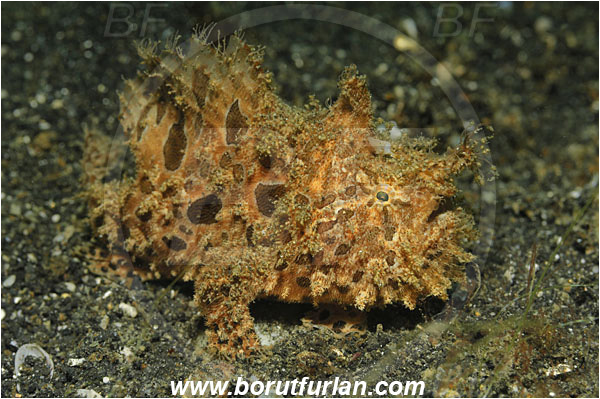 Lembeh strait, Sulawesi, Indonesia, Antennarius hispidus, Antennarius, Antennariidae, Shaggy frogfish, Frogfish, Fish