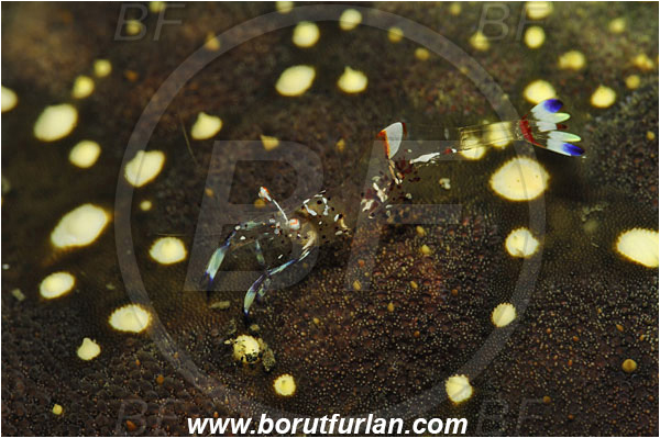 Lembeh strait, Sulawesi, Indonesia, Ancylomenes holthuisi, Ancylomenes, Palaemonidae, Decapoda, Holthuis