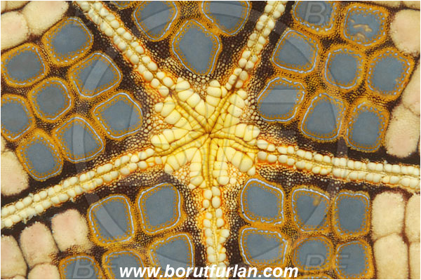 Lembeh strait, Sulawesi, Indonesia, Pentaceraster sp., Pentaceraster, Oreasteridae, Asteroidea, Echinodermata, Echinoderm, Starfish, Abstract