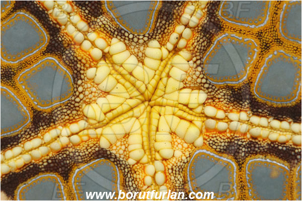 Lembeh strait, Sulawesi, Indonesia, Pentaceraster sp., Pentaceraster, Oreasteridae, Asteroidea, Echinodermata, Echinoderm, Starfish, Abstract
