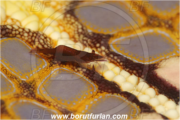 Lembeh strait, Sulawesi, Indonesia, Periclimenes soror, Periclimenes, Palaemonidae, Decapoda, Sea Star Shrimp, Shrimp, Crustacea, Crustacean