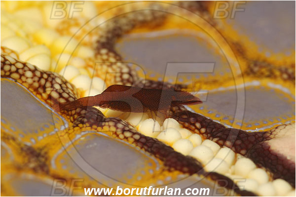 Lembeh strait, Sulawesi, Indonesia, Periclimenes soror, Periclimenes, Palaemonidae, Decapoda, Sea Star Shrimp, Shrimp, Crustacea, Crustacean