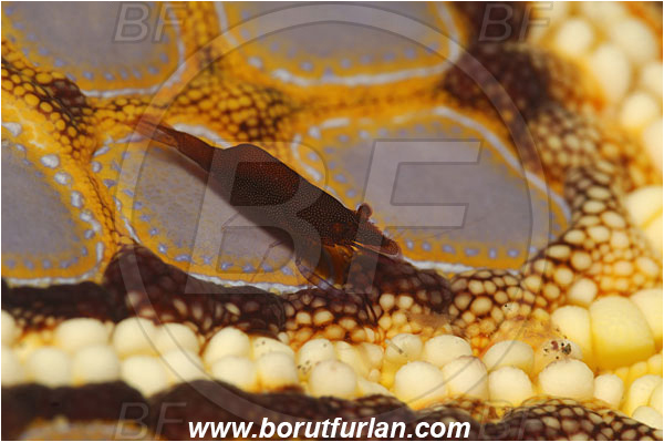 Lembeh strait, Sulawesi, Indonesia, Periclimenes soror, Periclimenes, Palaemonidae, Decapoda, Sea Star Shrimp, Shrimp, Crustacea, Crustacean