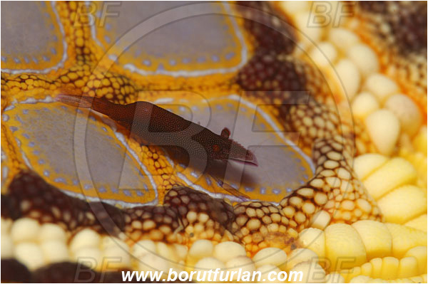 Lembeh strait, Sulawesi, Indonesia, Periclimenes soror, Periclimenes, Palaemonidae, Decapoda, Sea Star Shrimp, Shrimp, Crustacea, Crustacean
