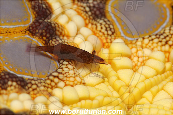 Lembeh strait, Sulawesi, Indonesia, Periclimenes soror, Periclimenes, Palaemonidae, Decapoda, Sea Star Shrimp, Shrimp, Crustacea, Crustacean