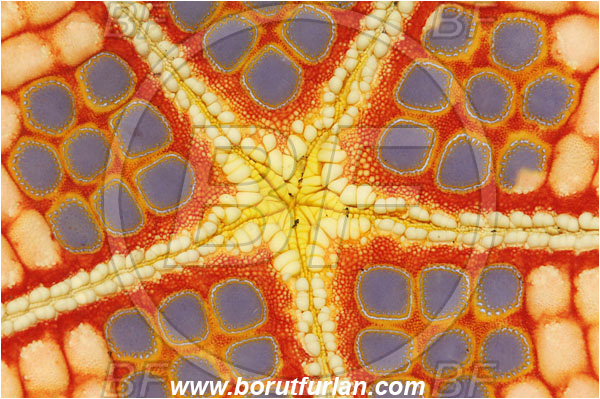 Lembeh strait, Sulawesi, Indonesia, Pentaceraster sp., Pentaceraster, Oreasteridae, Asteroidea, Echinodermata, Echinoderm, Starfish, Abstract