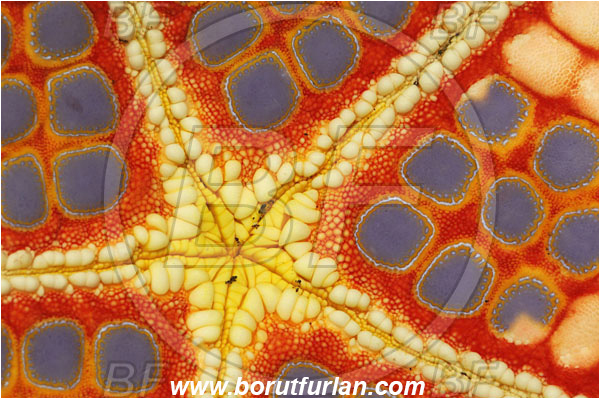 Lembeh strait, Sulawesi, Indonesia, Pentaceraster sp., Pentaceraster, Oreasteridae, Asteroidea, Echinodermata, Echinoderm, Starfish, Abstract