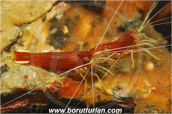 Lembeh strait, Sulawesi, Indonesia, Lysmatella prima, Lysmatella, Lysmatidae, Decapoda, Dwarf Cleaner Shrimp, Striped Cleaner Shrimp, Shrimp, Crustacea, Crustacean