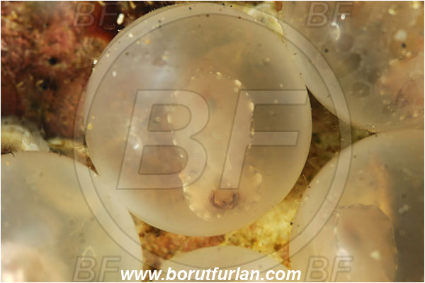 Lembeh strait, Sulawesi, Indonesia, Metasepia pfefferi, Metasepia, Sepiidae, Cephalopoda, Mollusca, Mollusc, Pfeffer