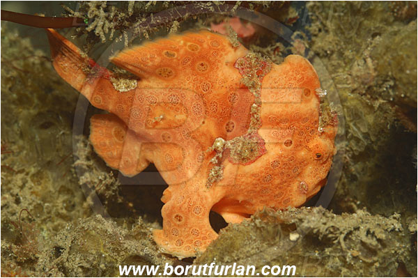 Lembeh strait, Sulawesi, Indonesia, Antennarius pictus, Antennarius, Antennariidae, Painted frogfish, Frogfish, Fish