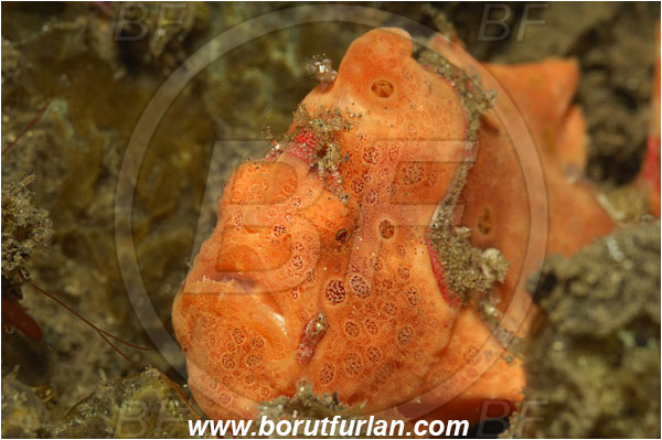 Lembeh strait, Sulawesi, Indonesia, Antennarius pictus, Antennarius, Antennariidae, Painted frogfish, Frogfish, Fish, Portrait