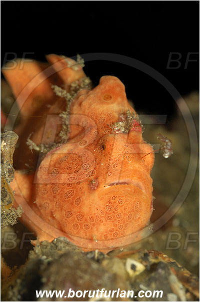 Lembeh strait, Sulawesi, Indonesia, Antennarius pictus, Antennarius, Antennariidae, Painted frogfish, Frogfish, Fish, Portrait