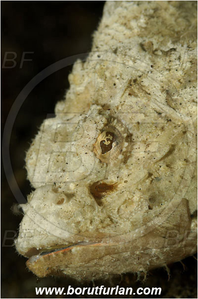 Lembeh strait, Sulawesi, Indonesia, Scorpaenopsis diabolus, Scorpaenopsis, Scorpaenidae, False Stonefish, Scorpionfish, Fish, Portrait