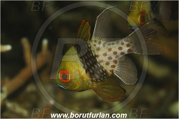 Lembeh strait, Sulawesi, Indonesia, Sphaeramia nematoptera, Sphaeramia, Apogonidae, Pajama cardinalfish, Cardinalfish, Fish