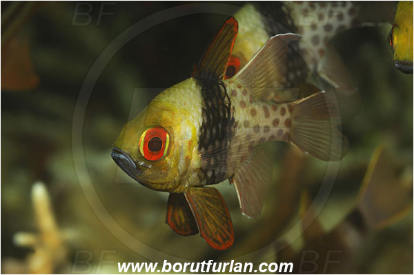 Lembeh strait, Sulawesi, Indonesia, Sphaeramia nematoptera, Sphaeramia, Apogonidae, Pajama cardinalfish, Cardinalfish, Fish