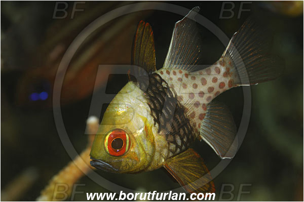 Lembeh strait, Sulawesi, Indonesia, Sphaeramia nematoptera, Sphaeramia, Apogonidae, Pajama cardinalfish, Cardinalfish, Fish