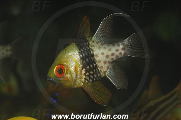 Lembeh strait, Sulawesi, Indonesia, Sphaeramia nematoptera, Sphaeramia, Apogonidae, Pajama cardinalfish, Cardinalfish, Fish