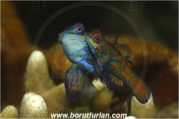 Lembeh strait, Sulawesi, Indonesia, Synchiropus splendidus, Synchiropus, Callionymidae, Mandarinfish, Fish, Mating