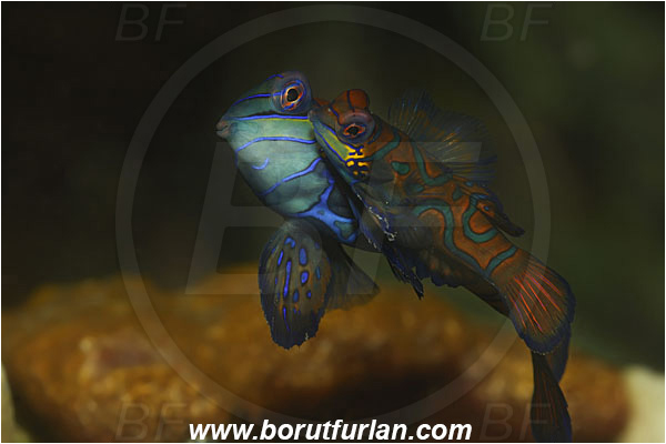 Lembeh strait, Sulawesi, Indonesia, Synchiropus splendidus, Synchiropus, Callionymidae, Mandarinfish, Fish, Mating