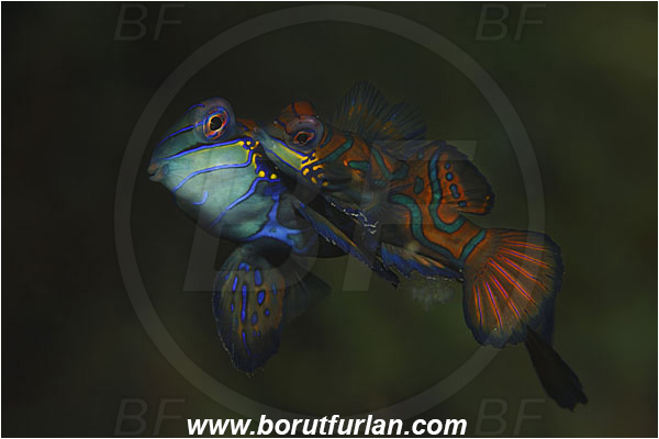 Lembeh strait, Sulawesi, Indonesia, Synchiropus splendidus, Synchiropus, Callionymidae, Mandarinfish, Fish, Mating