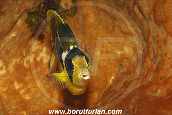 Bunaken, Sulawesi, Indonesia, Chaetodon lunula, Chaetodon, Chaetodontidae, Raccoon Butterflyfish, Butterflyfish, Fish, Portrait