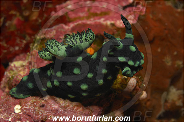 Bunaken, Sulawesi, Indonesia, Nembrotha cristata, Nembrotha, Polyceridae, Polycerid nudibranch, Crested Nembrotha, Nudibranch, Sea slug, Gastropoda, Mollusca, Mollusc