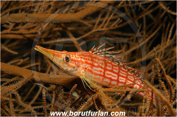 Bunaken, Sulawesi, Indonesia, Oxycirrhites typus, Oxycirrhites, Cirrhitidae, Longnose hawkfish, Hawkfish, Fish