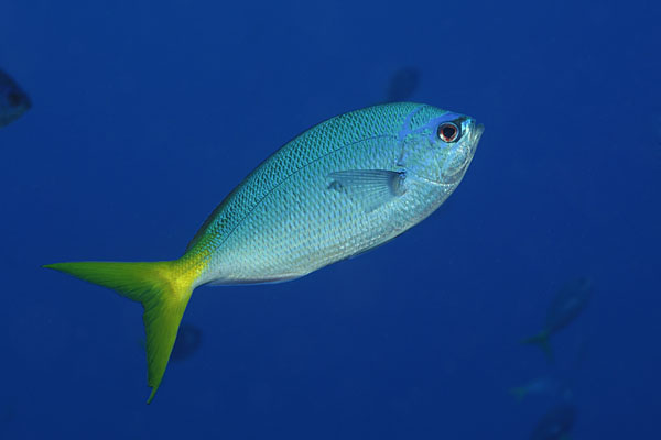 Bunaken, Sulawes, Indonesia, Caesio cuning, Caesio, Caesionidae, Redbelly yellowtail fusilier, Fusilier, Fish