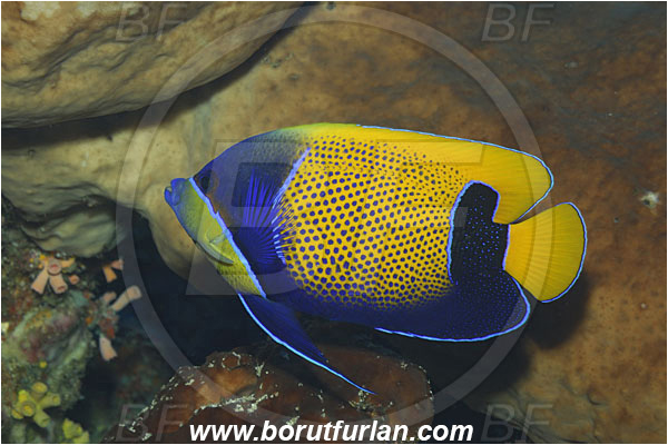 Bunaken, Sulawesi, Indonesia, Pomacanthus navarchus, Pomacanthus, Pomacanthidae, Blue Girdled Angelfish, Angelfish, Fish