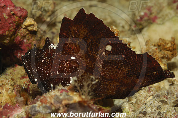 Bunaken, Sulawesi, Indonesia, Taenianotus triacanthus, Taenianotus, Scorpaenidae, Leaf Scorpionfish, Scorpionfish, Fish