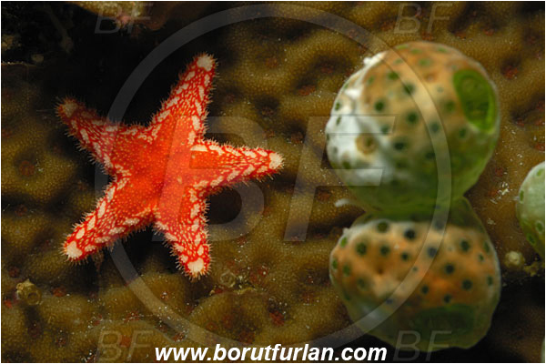 Bunaken, Sulawesi, Indonesia, Asteroidea, Echinodermata, Echinoderm, Starfish, Unidentified
