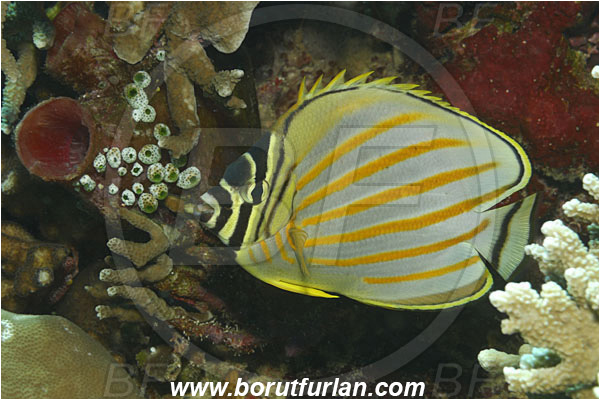 Bunaken, Sulawesi, Indonesia, Chaetodon ornatissimus, Chaetodon, Chaetodontidae, Ornate Butterflyfish, Butterflyfish, Fish