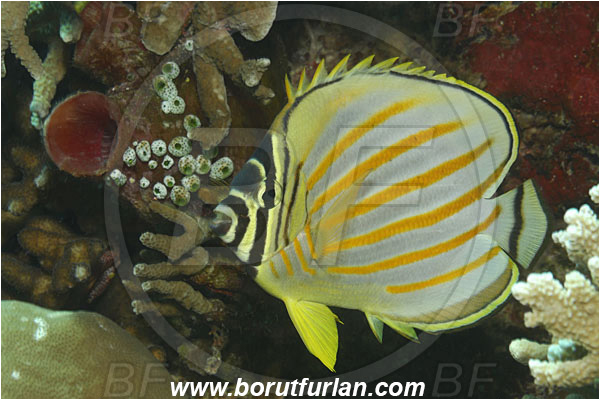 Bunaken, Sulawesi, Indonesia, Chaetodon ornatissimus, Chaetodon, Chaetodontidae, Ornate Butterflyfish, Butterflyfish, Fish