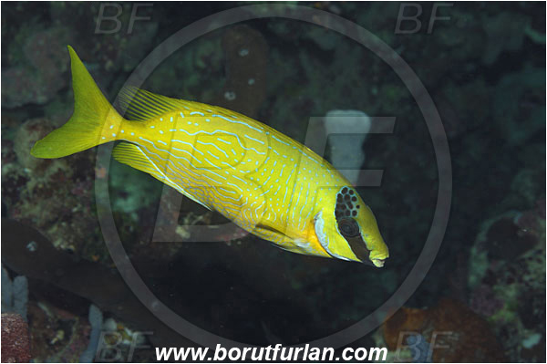 Bunaken, Sulawesi, Indonesia, Siganus puellus, Siganus, Siganidae, Spinefoot, Masked spinefoot, Masked Rabbitfish, Rabbitfish, Fish