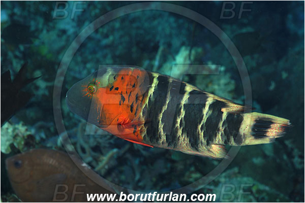 Bunaken, Sulawesi, Indonesia, Cheilinus fasciatus, Cheilinus, Labridae, Redbreasted wrasse, Wrasse, Fish
