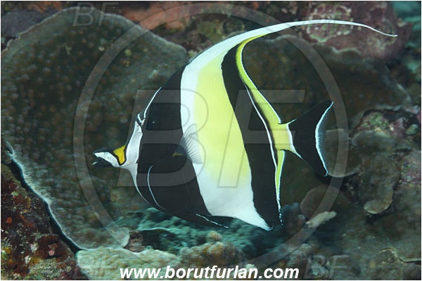 Bunaken, Sulawesi, Indonesia, Zanclus cornutus, Zanclus, Zanclidae, Moorish Idol, Fish