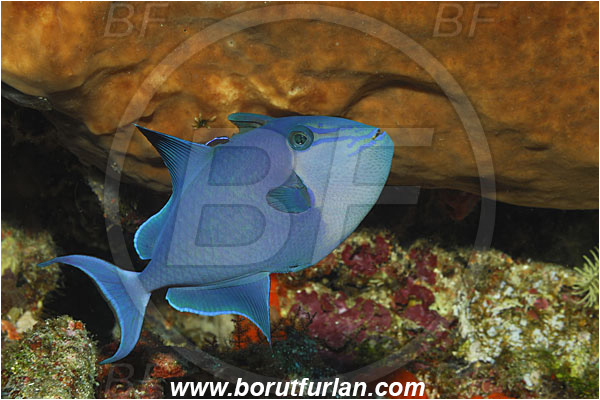 Bunaken, Sulawesi, Indonesia, Odonus niger, Odonus, Balistidae, Red-toothed Triggerfish, Triggerfish, Fish