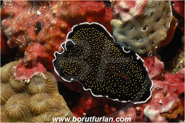 Bunaken, Sulawesi, Indonesia, Thysanozoon nigrum, Thysanozoon, Pseudocerotidae, Platyhelminthes, Gold-dotted flatworm, Flatworm
