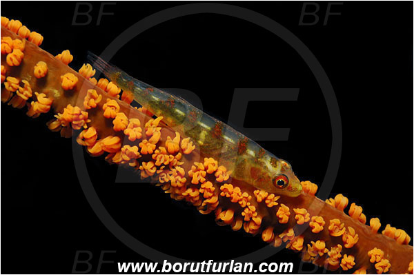 Bunaken, Sulawesi, Indonesia, Bryaninops sp., Bryaninops, Gobiidae, Goby, Fish