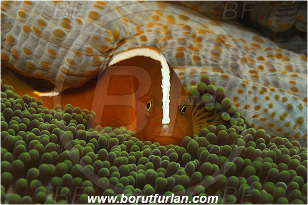 Bunaken, Sulawesi, Indonesia, Amphiprion sandaracinos, Amphiprion, Pomacentridae, Orange Skunk Anemonefish, Anemonefish, Orange Skunk Clownfish, Clownfish, Fish, Pomacentridae, Portrait