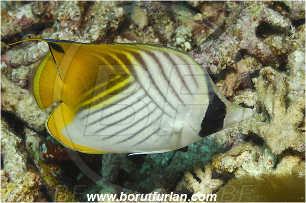 Bunaken, Sulawesi, Indonesia, Chaetodon auriga, Chaetodon, Chaetodontidae, Threadfin Butterflyfish, Butterflyfish, Fish