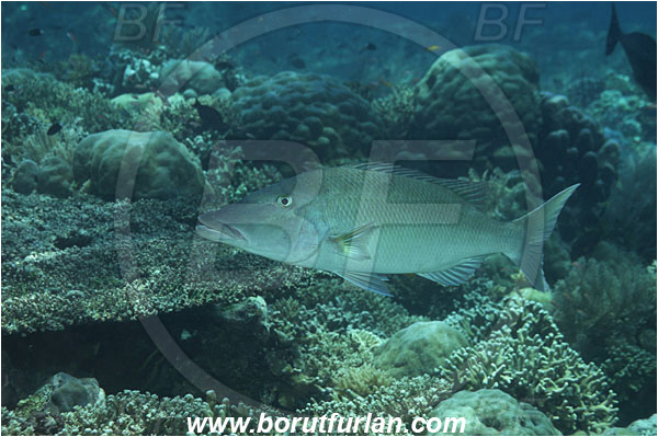 Bunaken, Sulawesi, Indonesia, Lethrinus olivaceus, Lethrinus, Lethrinidae, Longnose Emperor, Emperor, Fish