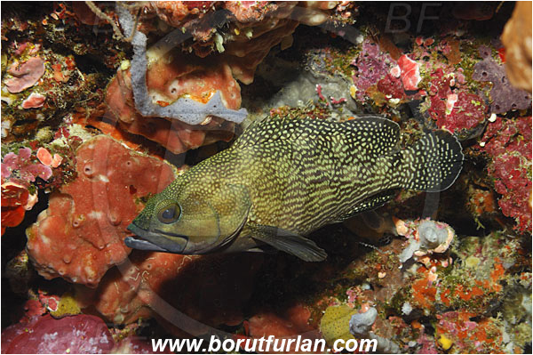 Bunaken, Sulawesi, Indonesia, Epinephelus ongus, Epinephelus, Serranidae, White-streaked grouper, Grouper, Fish