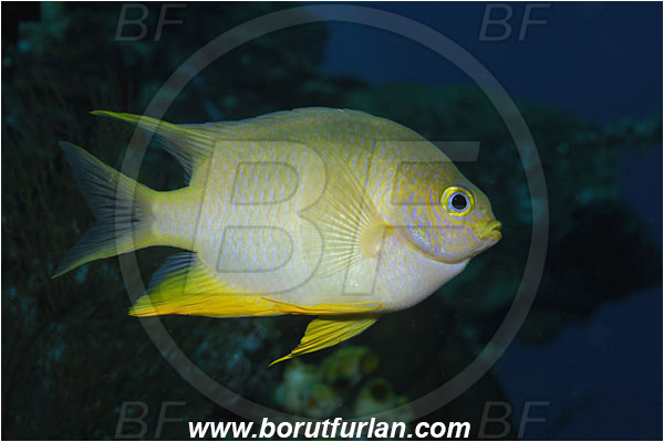 Bunaken, Sulawesi, Indonesia, Amblyglyphidodon aureus, Amblyglyphidodon, Pomacentridae, Golden damselfish, Damselfish, Fish