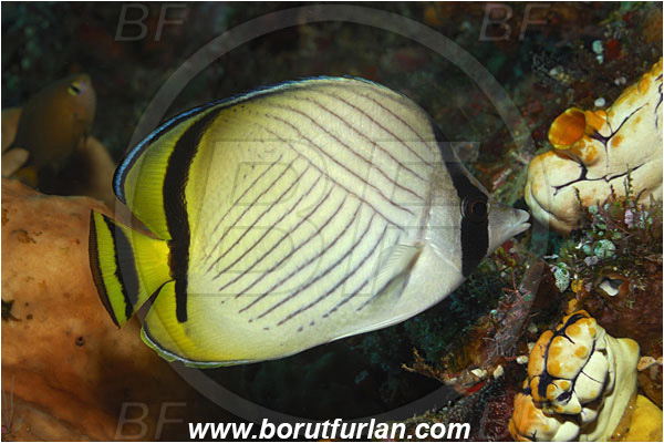 Bunaken, Sulawesi, Indonesia, Chaetodon vagabundus, Chaetodon, Chaetodontidae, Vagabond Butterflyfish, Butterflyfish, Fish