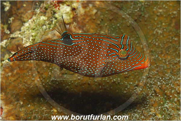 Bunaken, Sulawesi, Indonesia, Canthigaster solandri, Canthigaster, Tetraodontidae, Spotted Sharpnose Puffer, Sharpnose Puffer, Puffer, Fish
