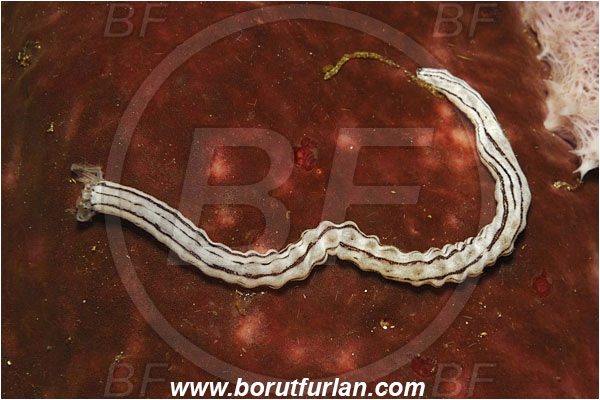 Bunaken, Sulawesi, Indonesia, Synaptula lamperti, Synaptula, Synaptidae, Lamperts Sea Cucumber, Sea Cucumber, Holothuroidea, Holothurian, Echinodermata, Echinoderm