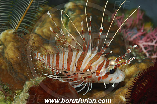 Bunaken, Sulawesi, Indonesia, Pterois antennata, Pterois, Scorpaenidae, Spotfin lionfish, Lionfish, Fish
